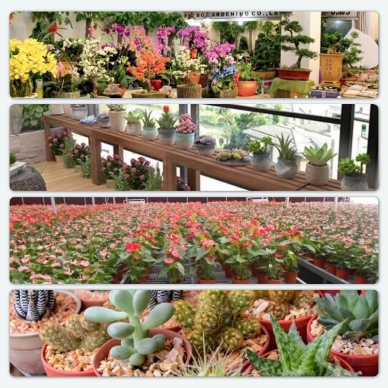 BloomGuard – Antibakterielle Sprudeltabletten für Blumen | 1+1 GRATIS - Image 8
