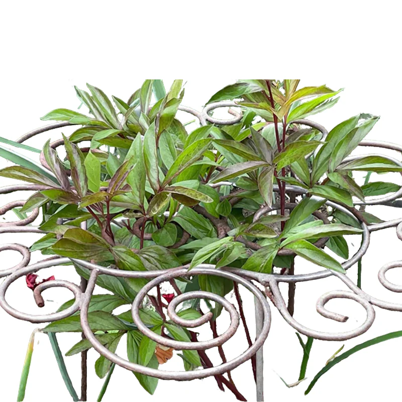BloomGuard – Unerschütterliches Blütenvertrauen - Image 7