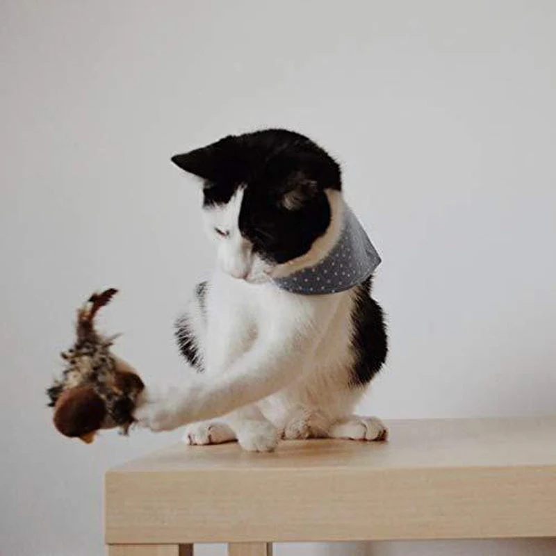 Katzenspaß™ - Der sichere Spielgefährte für Ihre Katze! 50% RABATT - Image 13