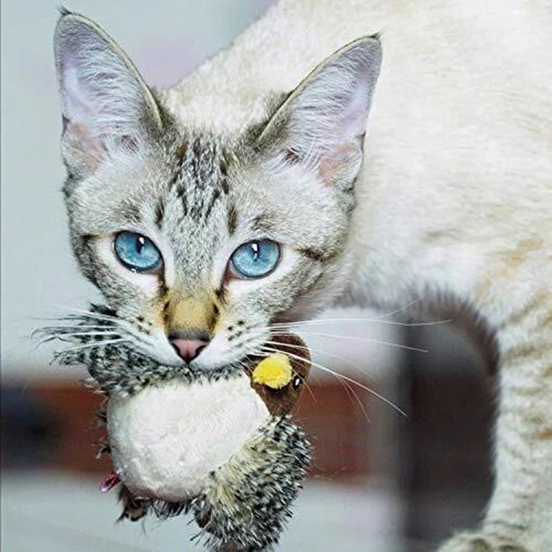 Katzenspaß™ - Der sichere Spielgefährte für Ihre Katze! 50% RABATT - Image 5