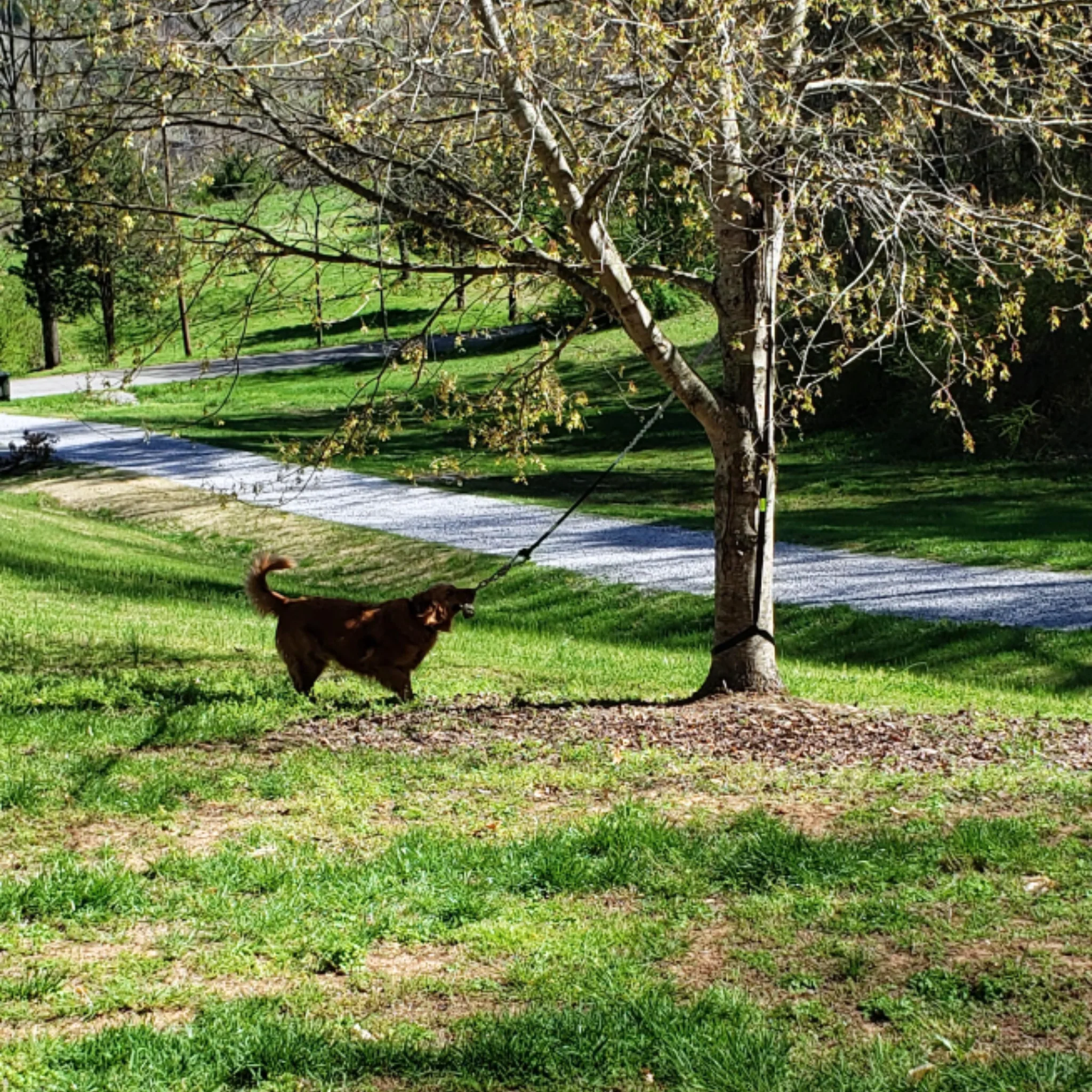 TierBite | Bietet stundenlangen Spaß und Bewegung für Ihren Hund - Image 6
